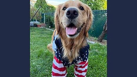 Beggin’ XI’s Top Dog, Hudson from Guttenberg, NJ