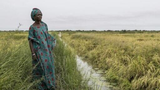 Mai Diop said rice was a big part of her daily life