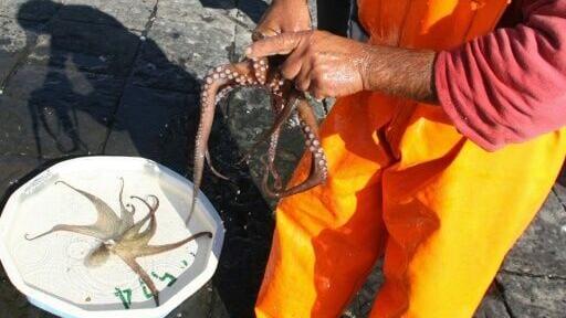 Scientists hope the 'Octo-Blu' project will grow the population of octopuses -- to prey upon the blue crabs
