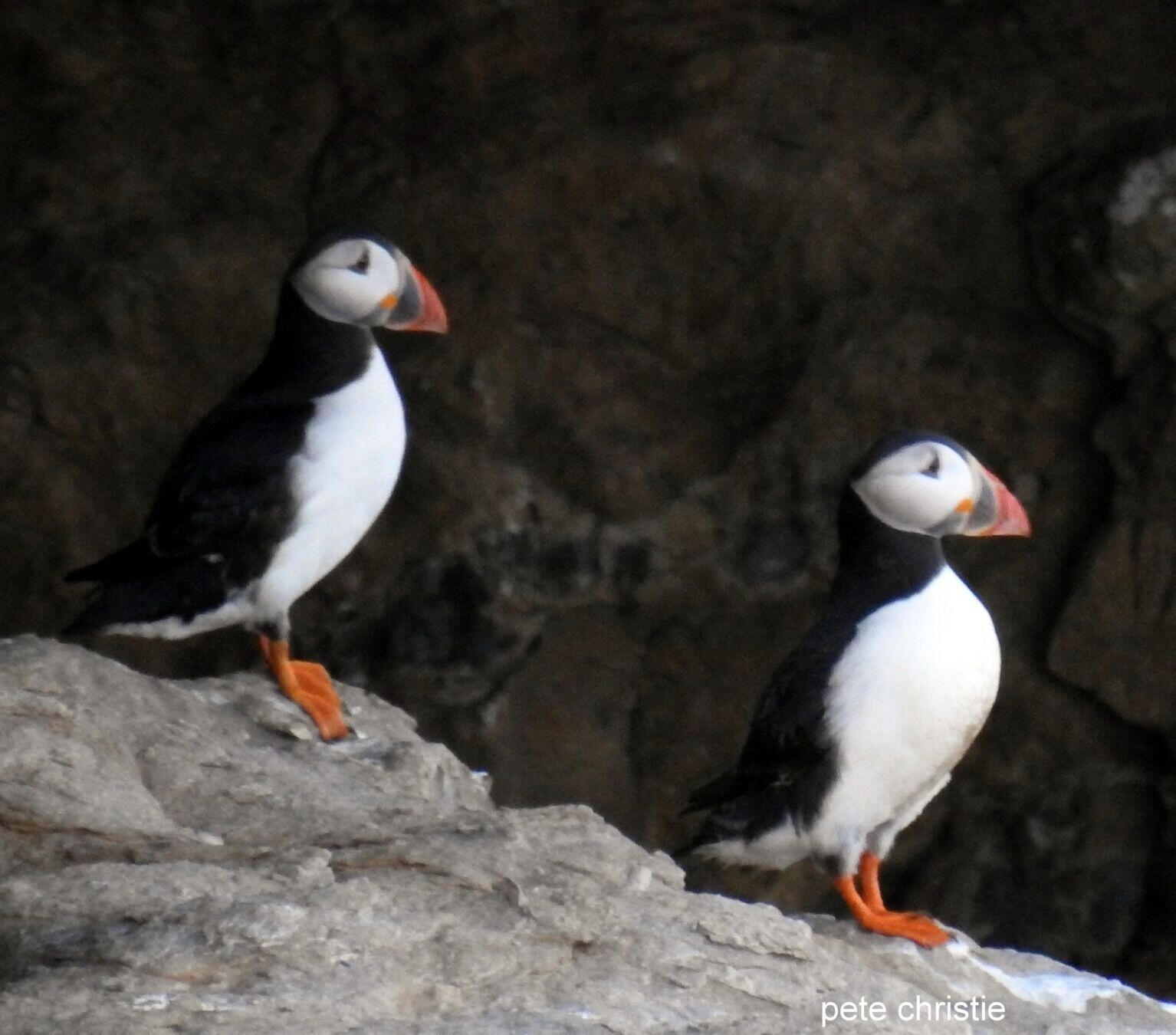 First puffin chick spotted in over 30 years at last colony on UK’s south coast