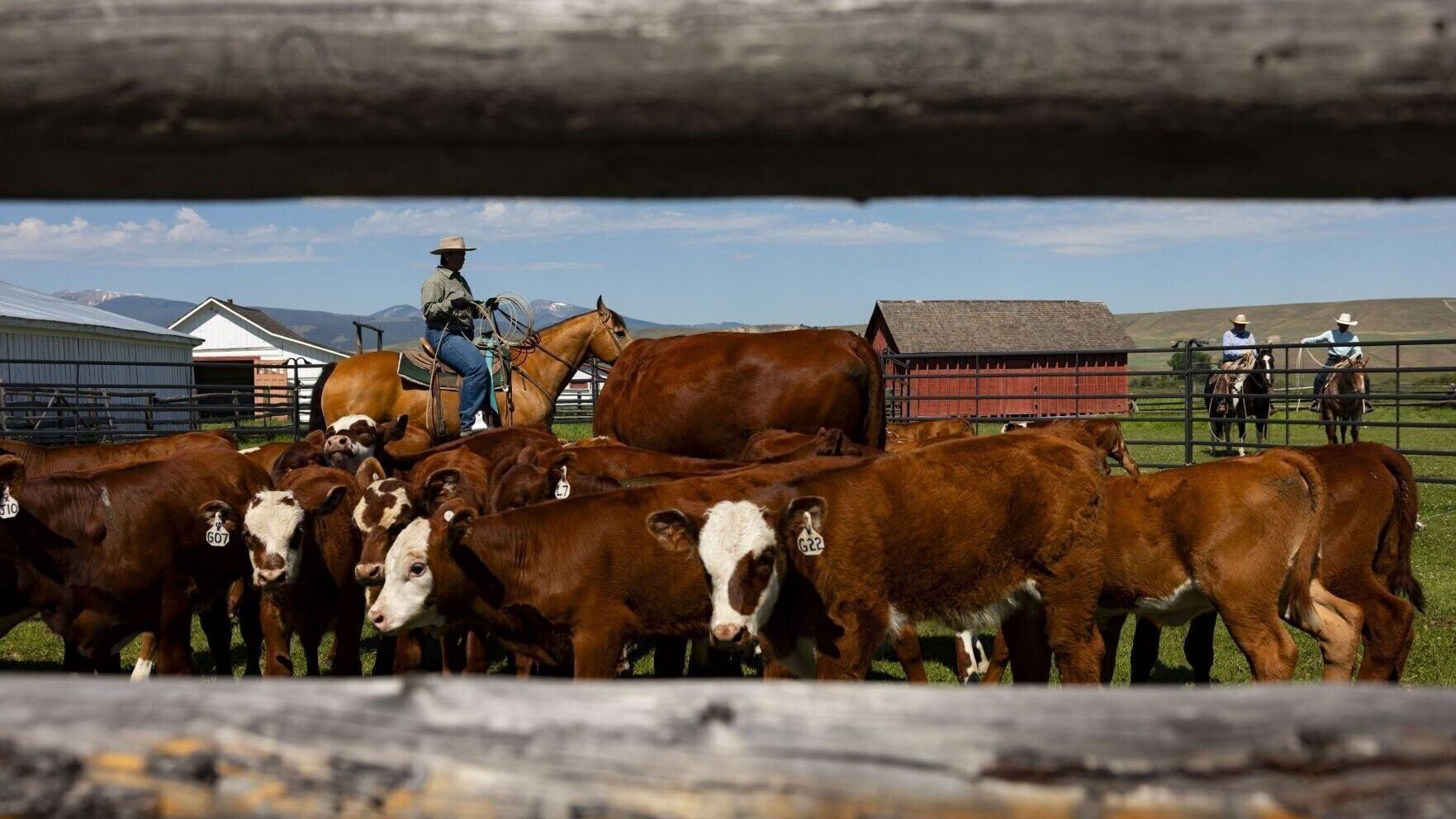 Photos: Preserving traditions of American West, Grant-Kohrs Ranch brands its calves