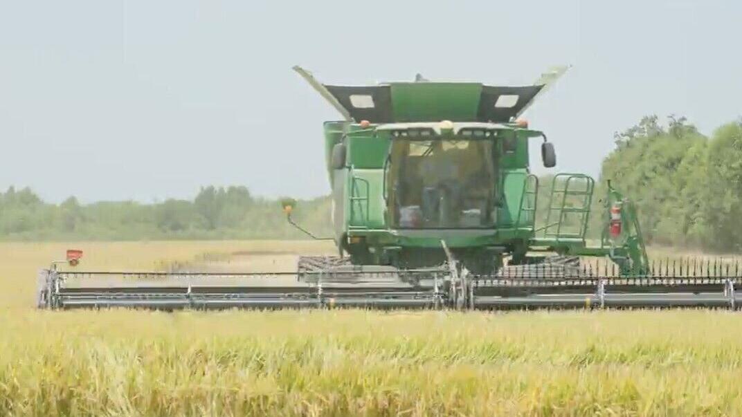 rice farmers