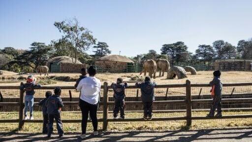 For visitors to the Johannesburg zoo, the elephant enclosure is a chance to see Africa's largest land animal in real life