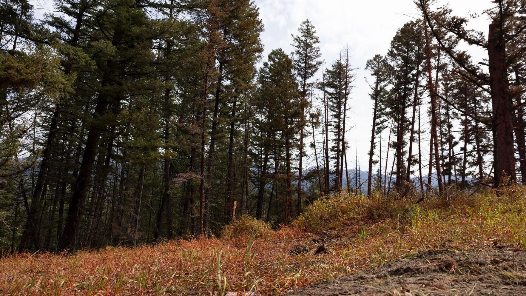Fire damage from the Sand Creek fire at Maverick Mountain
